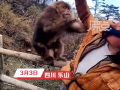 一男子和峨眉山猴子練搏擊互毆 當(dāng)事人回應(yīng)：條件反射、請(qǐng)勿模仿