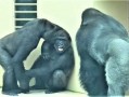 能干翻銀背大猩猩？“拳王”泰森當年出1萬美元打猩猩：兩次被動物園拒絕
