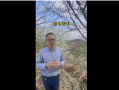浙江選育出了“螺螄粉”櫻花 味道酸爽：櫻花到底來自中國還是日本？