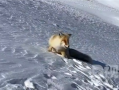 游客為拍照不聽勸阻喂狐貍吃面包 無視勸阻！會危害動物