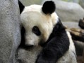 “丫丫”或4月7日歸國 北京動物園已做好迎接準備