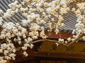 杭州法喜寺500歲玉蘭盛放：從明代生長至今 獨木成景