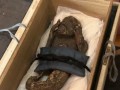 日本信奉美人魚木乃伊近300年：真相讓他們瘋了