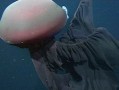 真心恐怖！南極洲深海拍到罕見冥河水母：觸手約10米長