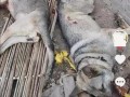 4條狼青犬咬死幾十只羊！警惕：性情兇狠、攻擊性非常強
