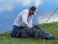 美一老太被鱷魚襲擊身亡 愛犬卻活了下來