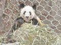 民族品牌蜂花將認養大熊貓丫丫 官方回應屬實：加快與美國辦理手續