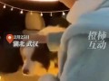 狗主人回應邊牧咬人:未經允許摸狗！狗主人需要負責嗎？