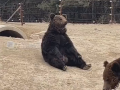 動物園棕熊能懂人話 被質疑是人假扮：回應確實是真熊