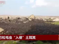 密密麻麻！地震后松毛蟲大規模入侵土耳其：場面驚悚 令人不適