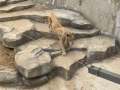 南京一動(dòng)物園獅子瘦成排骨 官方回應(yīng)