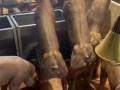 鍛煉改變命運！云南“健身豬”走紅：一頭最高賣8萬