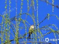 華北多地提早入春 提前體驗4月暖風，北方晝夜溫差可達20℃