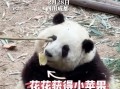 大熊貓花花學會了拒絕呀！小手一舉態度表明了：“no”！
