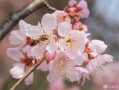 絕美 武漢大學早櫻初開！花期短暫僅15天左右 非校友看不了