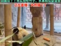 丫丫伙食新添胡蘿卜：但它沒碰