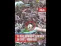 游客給花花投喂甘蔗保安撿出 成都大熊貓基地回應