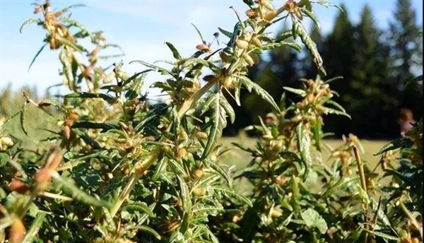 “假蒼耳”入侵中國！劇毒殺死牛羊、改變土壤、減產60％  蒼耳 劇毒 第8張