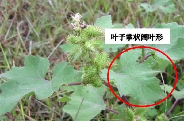 “假蒼耳”入侵中國！劇毒殺死牛羊、改變土壤、減產60％  蒼耳 劇毒 第9張