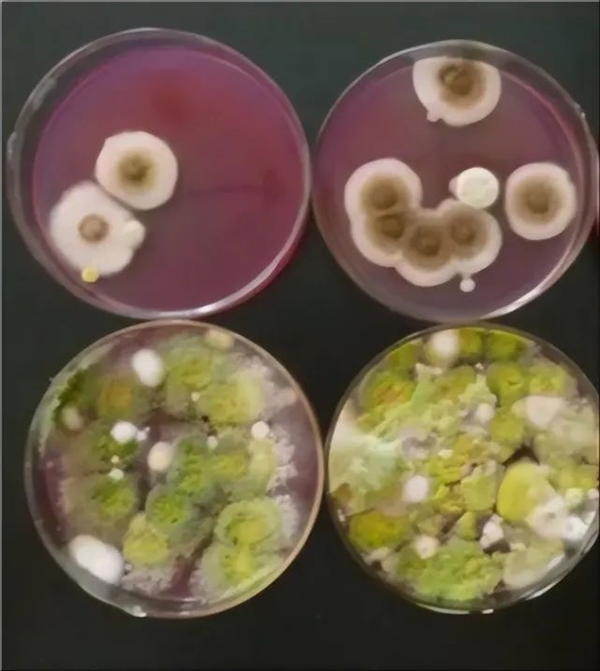 “假蒼耳”入侵中國！劇毒殺死牛羊、改變土壤、減產60％  蒼耳 劇毒 第11張