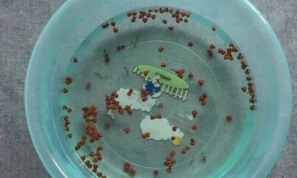 “假蒼耳”入侵中國！劇毒殺死牛羊、改變土壤、減產60％  蒼耳 劇毒 第6張