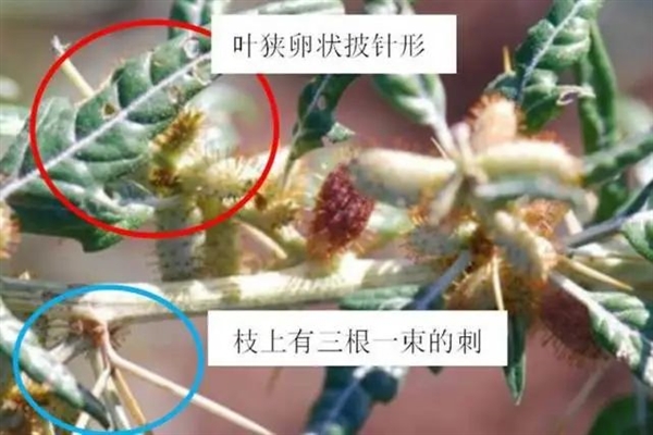 “假蒼耳”入侵中國！劇毒殺死牛羊、改變土壤、減產60％  蒼耳 劇毒 第10張
