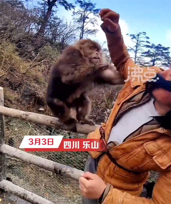 一男子和峨眉山猴子練搏擊互毆 當事人回應:條件反射、請勿模仿 峨眉山 搏擊 第1張 一男子和峨眉山猴子練搏擊互毆 當事人回應:條件反射、請勿模仿 峨眉山 搏擊 第1張