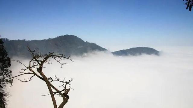 小伙因社恐常年鉆深山,發現8個新物種 以自己的名字命名4種 社恐 物種 第1張 小伙因社恐常年鉆深山,發現8個新物種 以自己的名字命名4種 社恐 物種 第1張