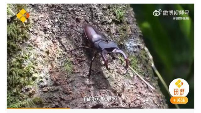 小伙因社恐常年鉆深山,發現8個新物種 以自己的名字命名4種 社恐 物種 第4張 小伙因社恐常年鉆深山,發現8個新物種 以自己的名字命名4種 社恐 物種 第4張