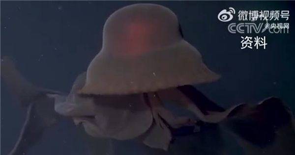 真心恐怖!南極洲深海拍到罕見冥河水母:觸手約10米長 水母 第2張 真心恐怖!南極洲深海拍到罕見冥河水母:觸手約10米長 水母 第2張
