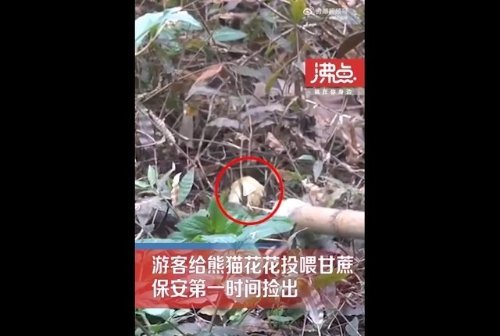 游客給花花投喂甘蔗保安撿出 成都大熊貓基地回應 熊貓 花花 第1張 游客給花花投喂甘蔗保安撿出 成都大熊貓基地回應 熊貓 花花 第1張
