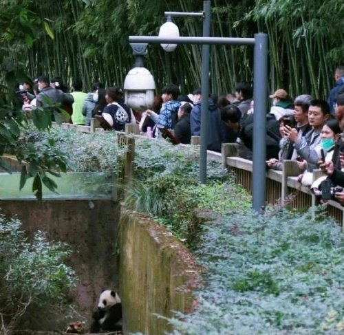 游客給花花投喂甘蔗保安撿出 成都大熊貓基地回應 熊貓 花花 第3張 游客給花花投喂甘蔗保安撿出 成都大熊貓基地回應 熊貓 花花 第3張