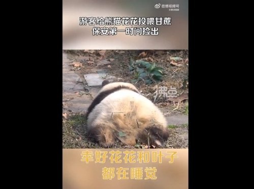 游客給花花投喂甘蔗保安撿出 成都大熊貓基地回應 熊貓 花花 第2張 游客給花花投喂甘蔗保安撿出 成都大熊貓基地回應 熊貓 花花 第2張