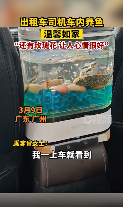 司機內放魚缸養魚 網友好奇:“魚會暈車不” 出租車 魚 第1張 司機內放魚缸養魚 網友好奇:“魚會暈車不” 出租車 魚 第1張