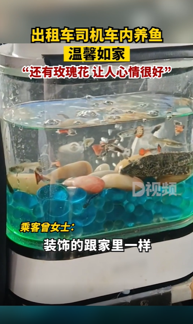 司機內放魚缸養魚 網友好奇:“魚會暈車不” 出租車 魚 第4張 司機內放魚缸養魚 網友好奇:“魚會暈車不” 出租車 魚 第4張