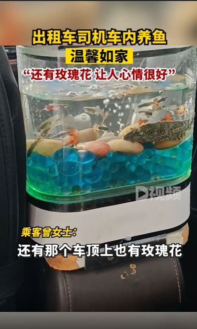 司機內放魚缸養魚 網友好奇:“魚會暈車不” 出租車 魚 第3張 司機內放魚缸養魚 網友好奇:“魚會暈車不” 出租車 魚 第3張
