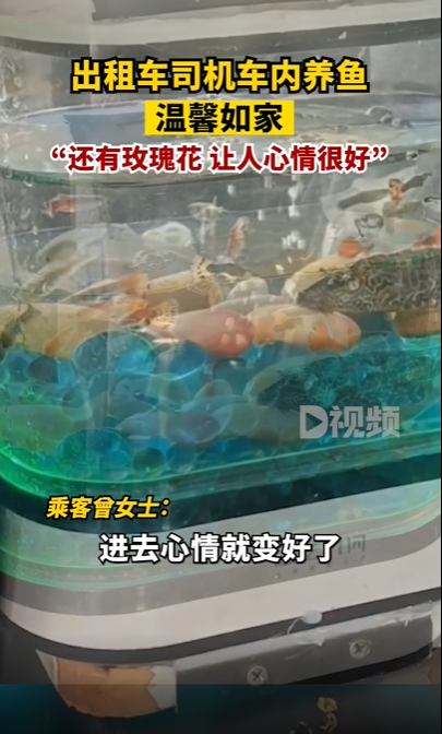 司機內放魚缸養魚 網友好奇:“魚會暈車不” 出租車 魚 第5張 司機內放魚缸養魚 網友好奇:“魚會暈車不” 出租車 魚 第5張