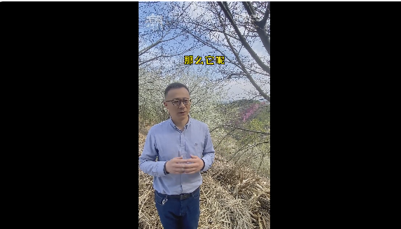 浙江選育出了“螺螄粉”櫻花 味道酸爽:櫻花到底來自中國還是日本? 浙江 螺螄粉 櫻花 第1張 浙江選育出了“螺螄粉”櫻花 味道酸爽:櫻花到底來自中國還是日本? 浙江 螺螄粉 櫻花 第1張